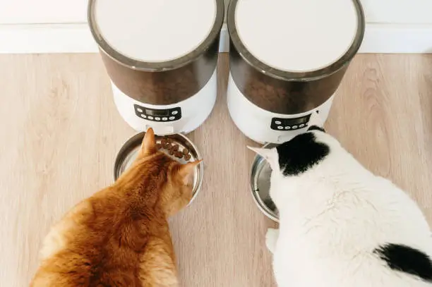 Automatic pet feeders for dogs and cats: two cats enjoying a meal from an automatic food dispenser, showcasing innovative and efficient pet feeding technology.