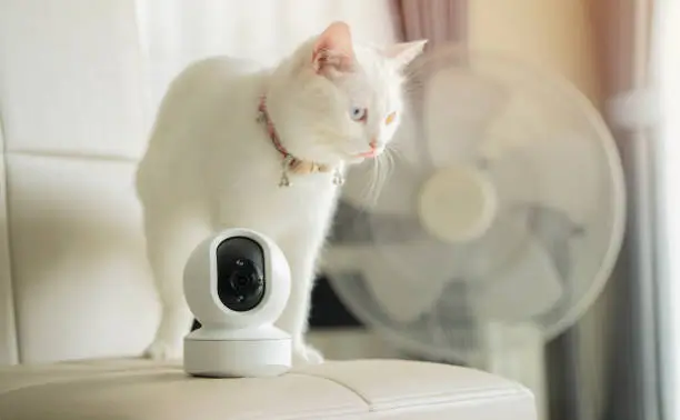 Pet cameras & monitors: A mini white CCTV camera in a modern living room with a white cat, showcasing advanced pet monitoring technology.