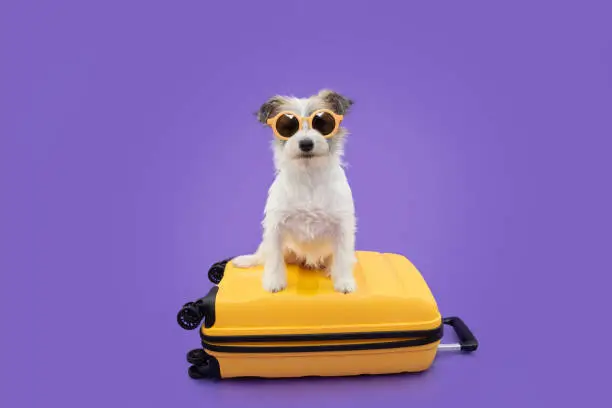 A profile of an adorable puppy going on vacation atop a yellow suitcase, showcasing best tech gadgets for pet vacations and innovative pet travel gear.